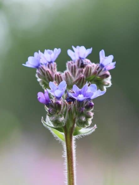 Anchusa Vert