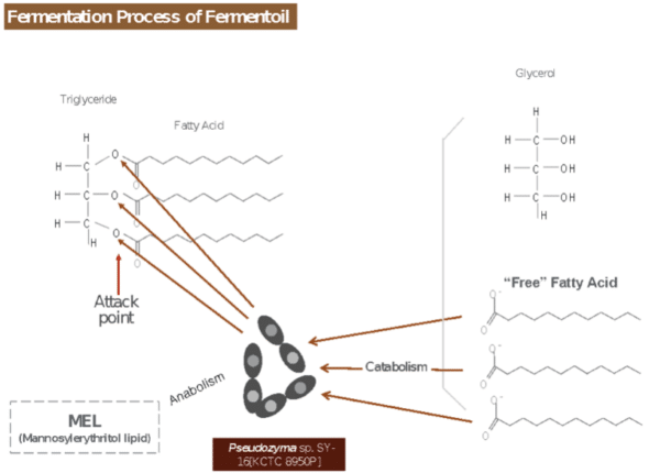 Biophile Fermented Face Oil