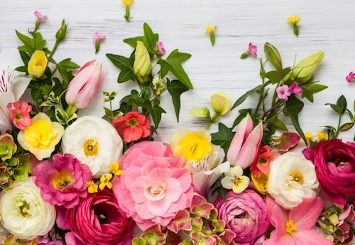 Flower Alchemy | Flower Essences with Katie Hess