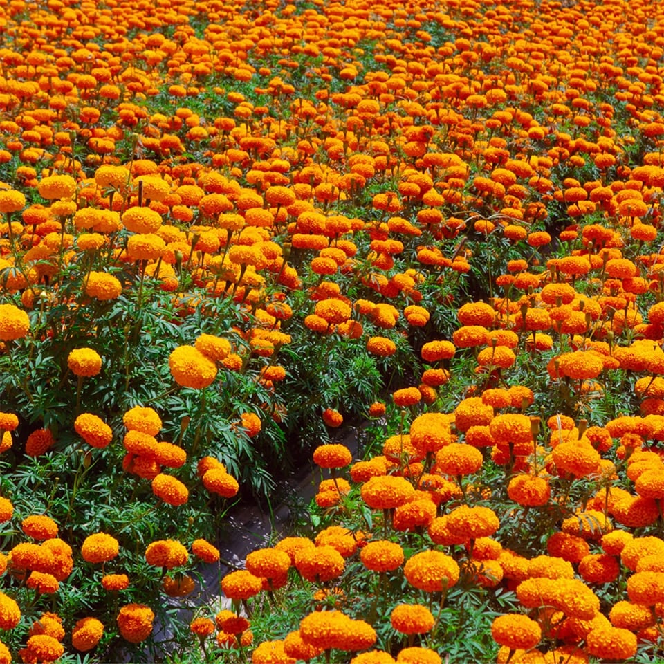 Flower field