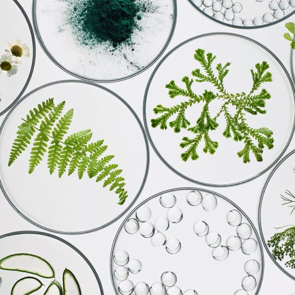 Organic Ingredients in Petri Dishes