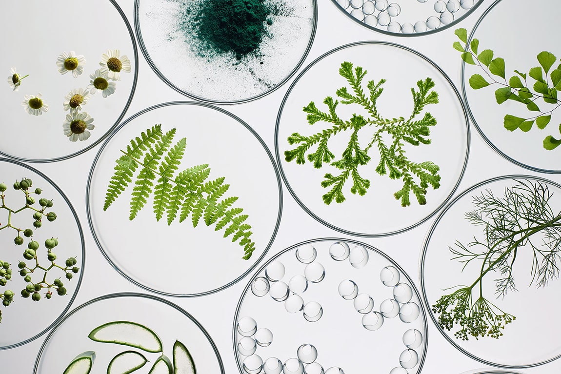 Organic Ingredients in Petri Dishes